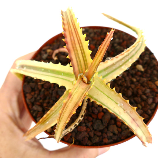 Aloe arborescens succulent with spiky variegated cream and green striped leaves in pot