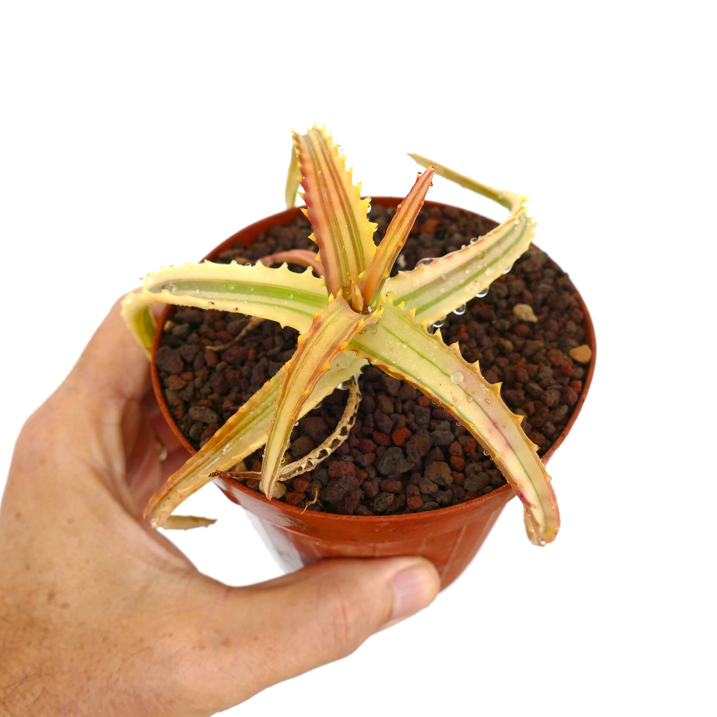 Aloe arborescens succulent with variegated cream and green spiny leaves in small pot
