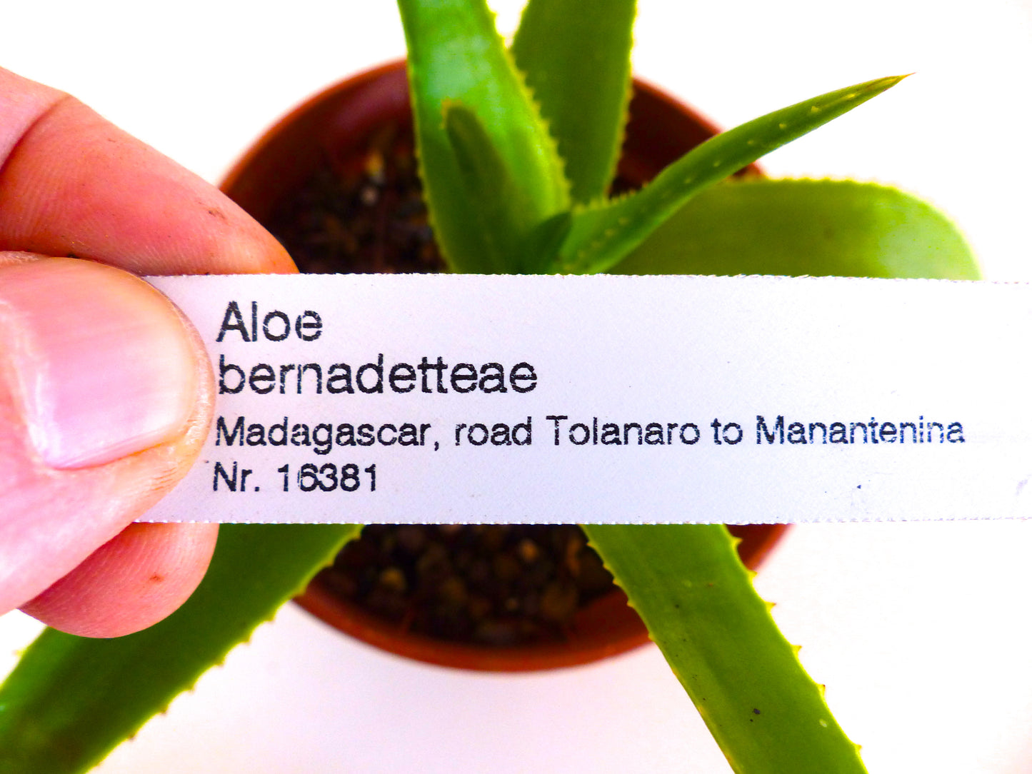 小さな鉢植えの緑色のトゲトゲした葉を持つ多肉植物の上に掲げられたアロエ・ベルナデッテアエ用のプリント植物ラベル