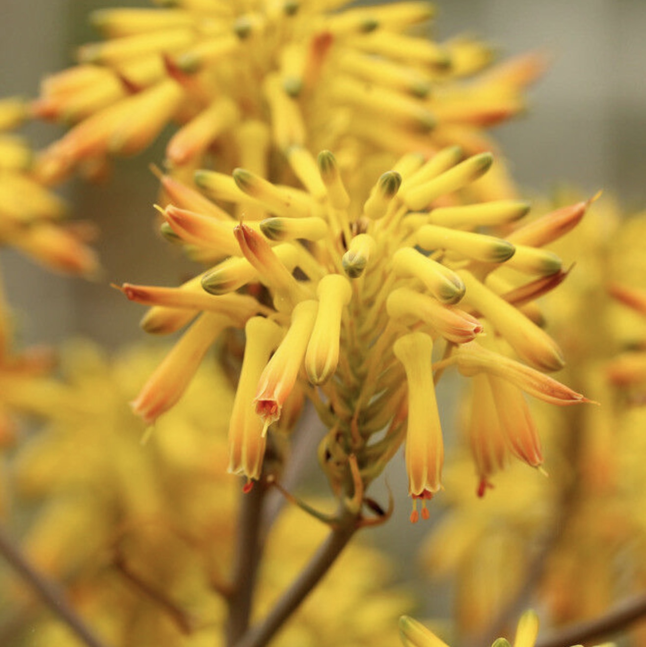 Aloe buhrii vibrant yellow tubular flowers with orange tips in dense cluster bloom