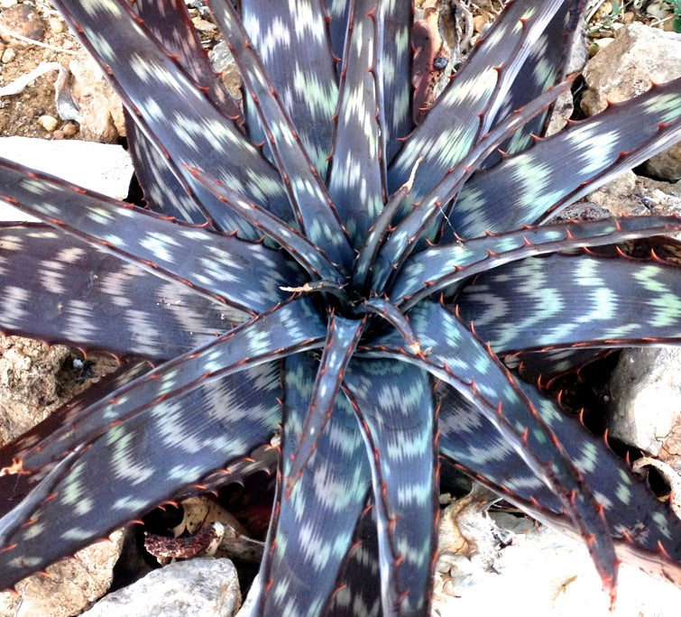 Portal Cool 10 Semi Di Agave Attenuata Subsp. Dentata, Succulente - Foto 8