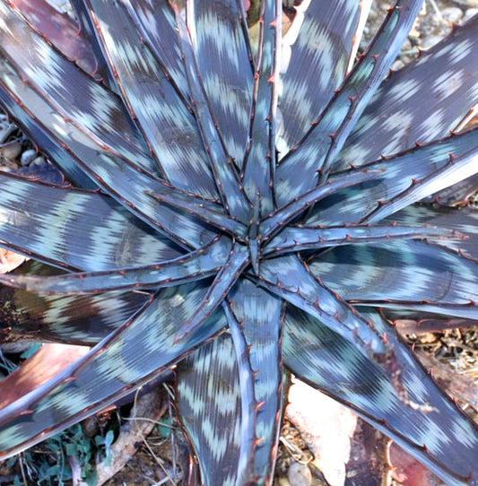 Aloe burgersfortensis rare succulent with blue-gray spotted leaves and reddish spines