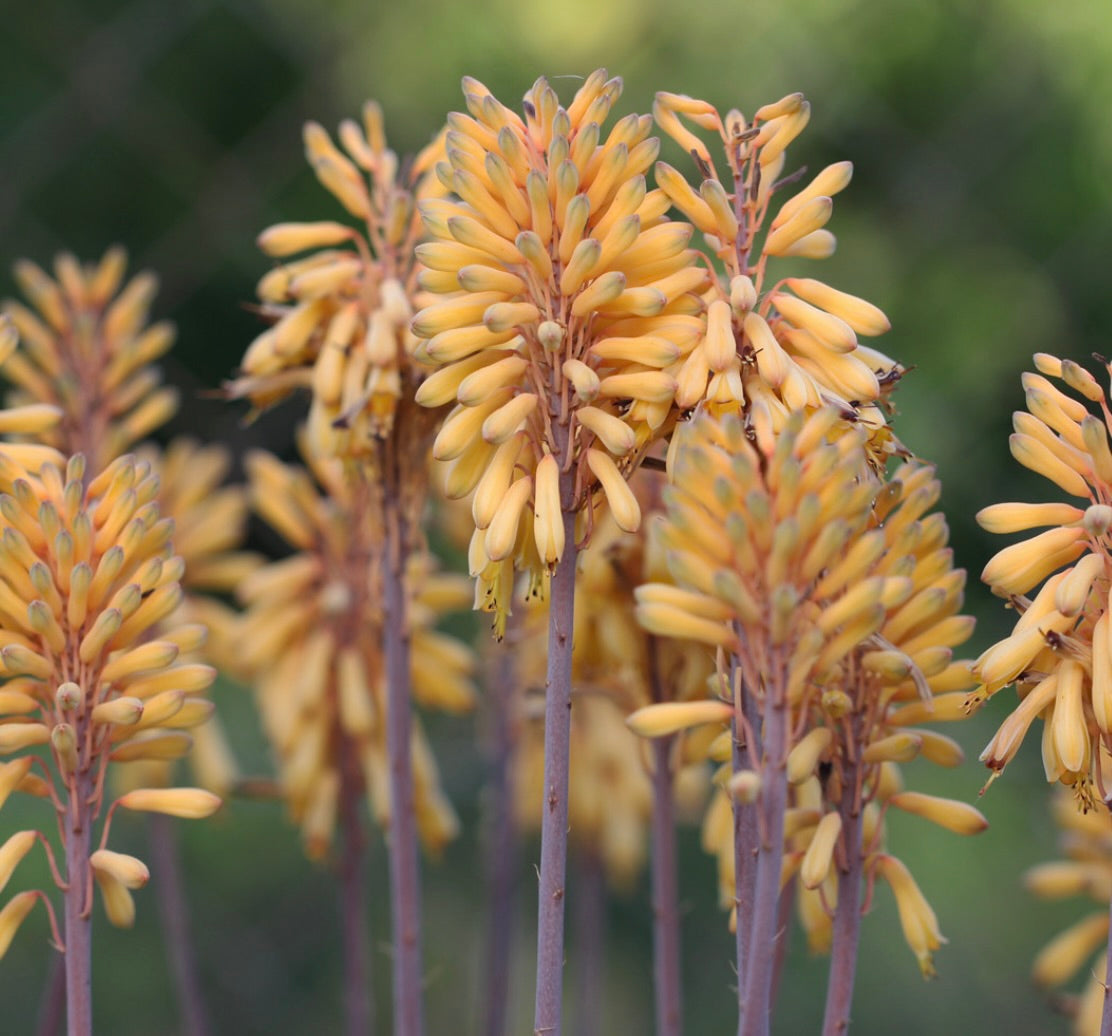 Aloe camperi tall succulent with clustered yellow tubular flowers on stems