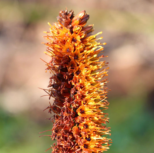 Aloe castanea vibrant orange tubular flowers on tall succulent inflorescence spike