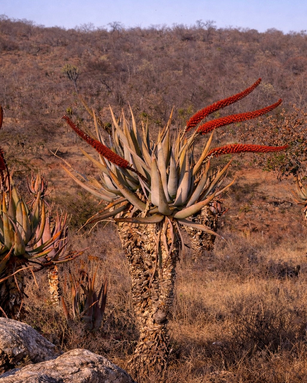 Aloe castanea (Limpopo) SEEDS