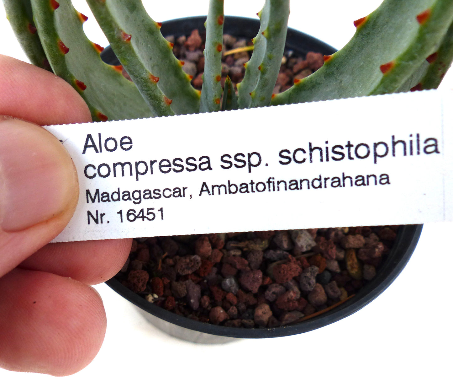 Gedrukte plantenlabel voor Aloe compressa ssp. schistophila met vlezige bladeren in zwarte pot