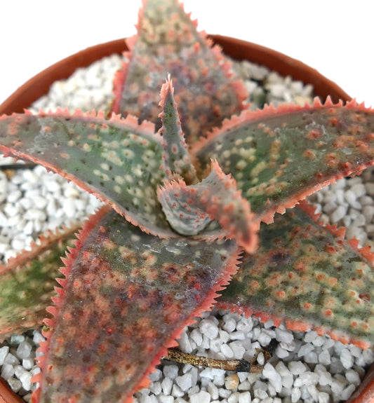 Aloe cv ‘Bright Star’ Sukkulente mit dicken, gefleckten Blättern und rosa stacheligen Rändern im Topf