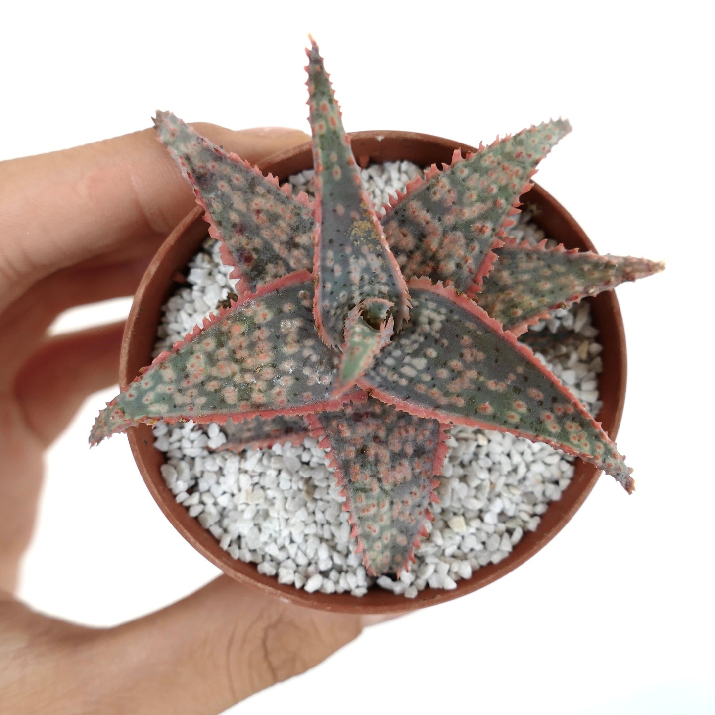 Aloe cv ‘Bright Star’ succulent with spiky, textured leaves and pinkish edges in small pot