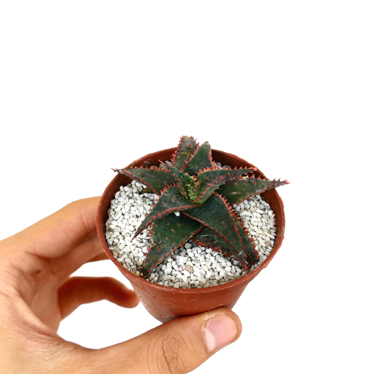 Aloe cv 'Christmas Carol' small succulent with dark green spiky leaves and red teeth