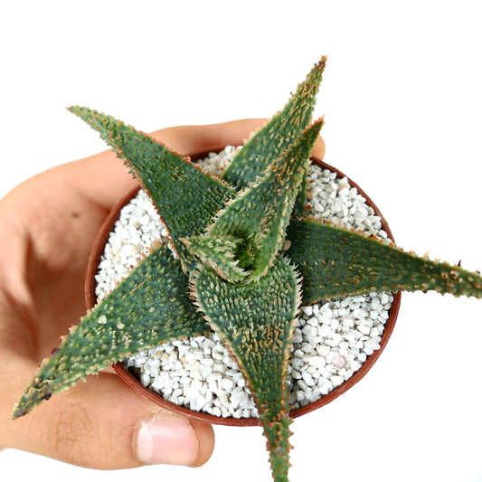 Suculenta Aloe cv "Green Godzilla" com folhas texturizadas e espinhosas em vaso pequeno