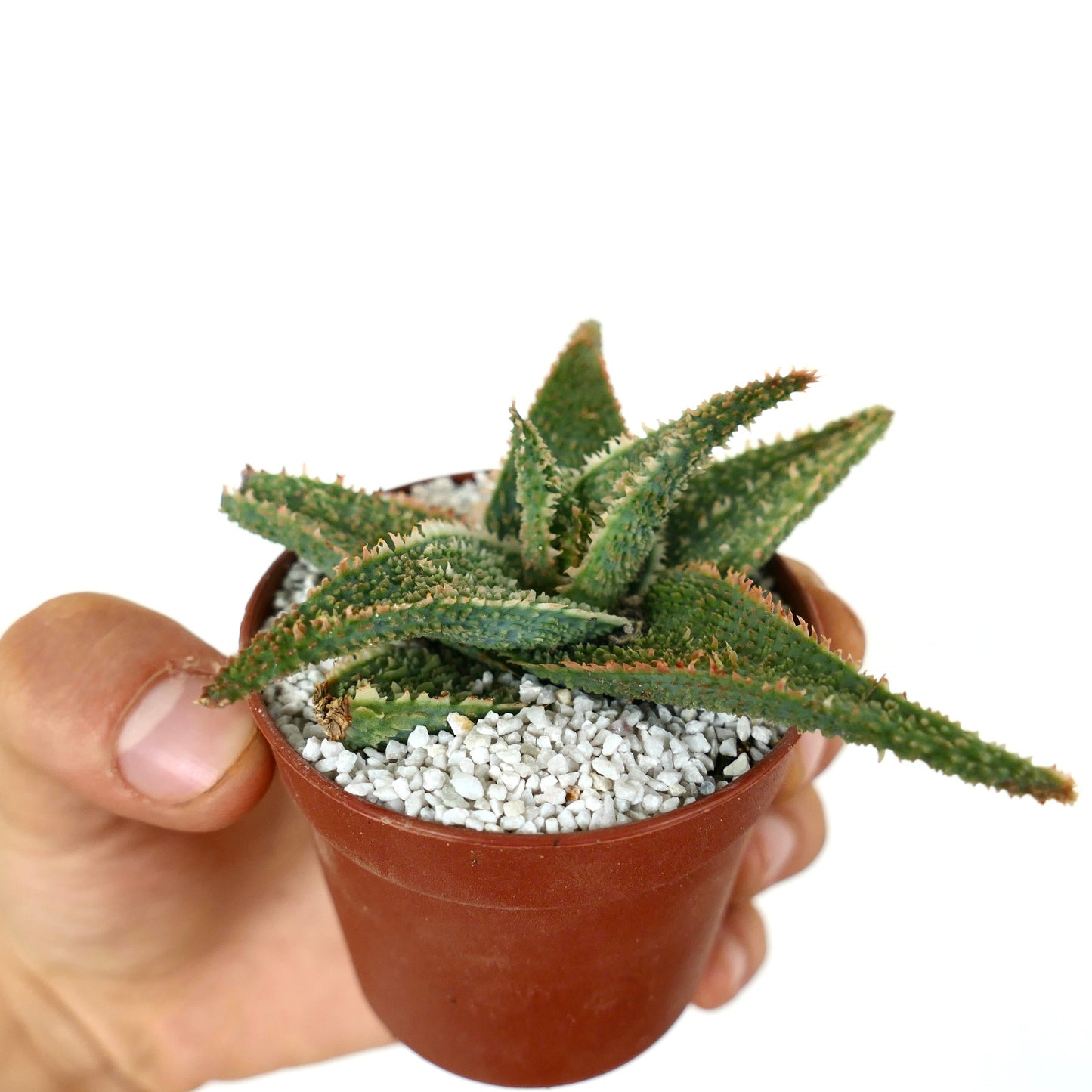 Aloe cv "Green Godzilla" succulent with spiky textured green leaves in small pot