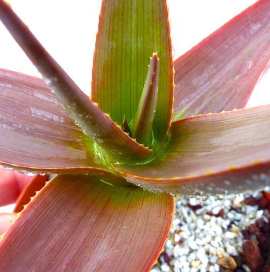 アロエ・デルトイデオドンタ var. ファラックス 多肉植物 厚く尖った葉と水滴付き