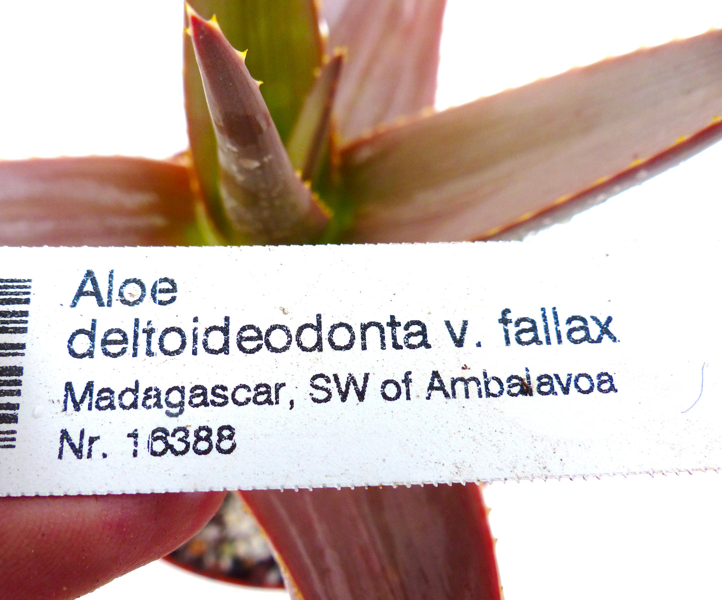 赤みを帯びた多肉葉のアロエ・デルトイデオドンタ var. ファラックス用プリントプラントラベル