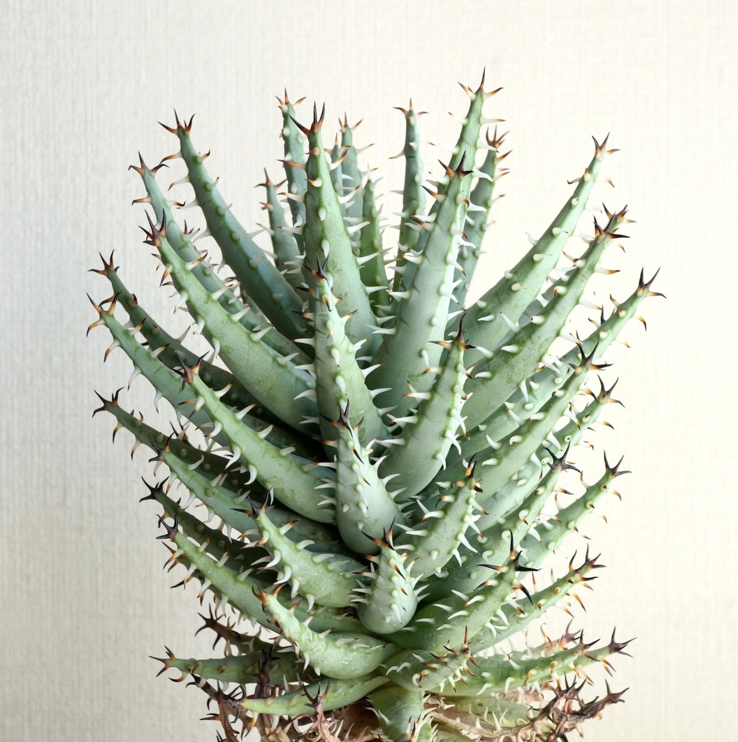 Aloe erinacea succulent with thick spiky blue-green leaves and sharp brown-tipped spines