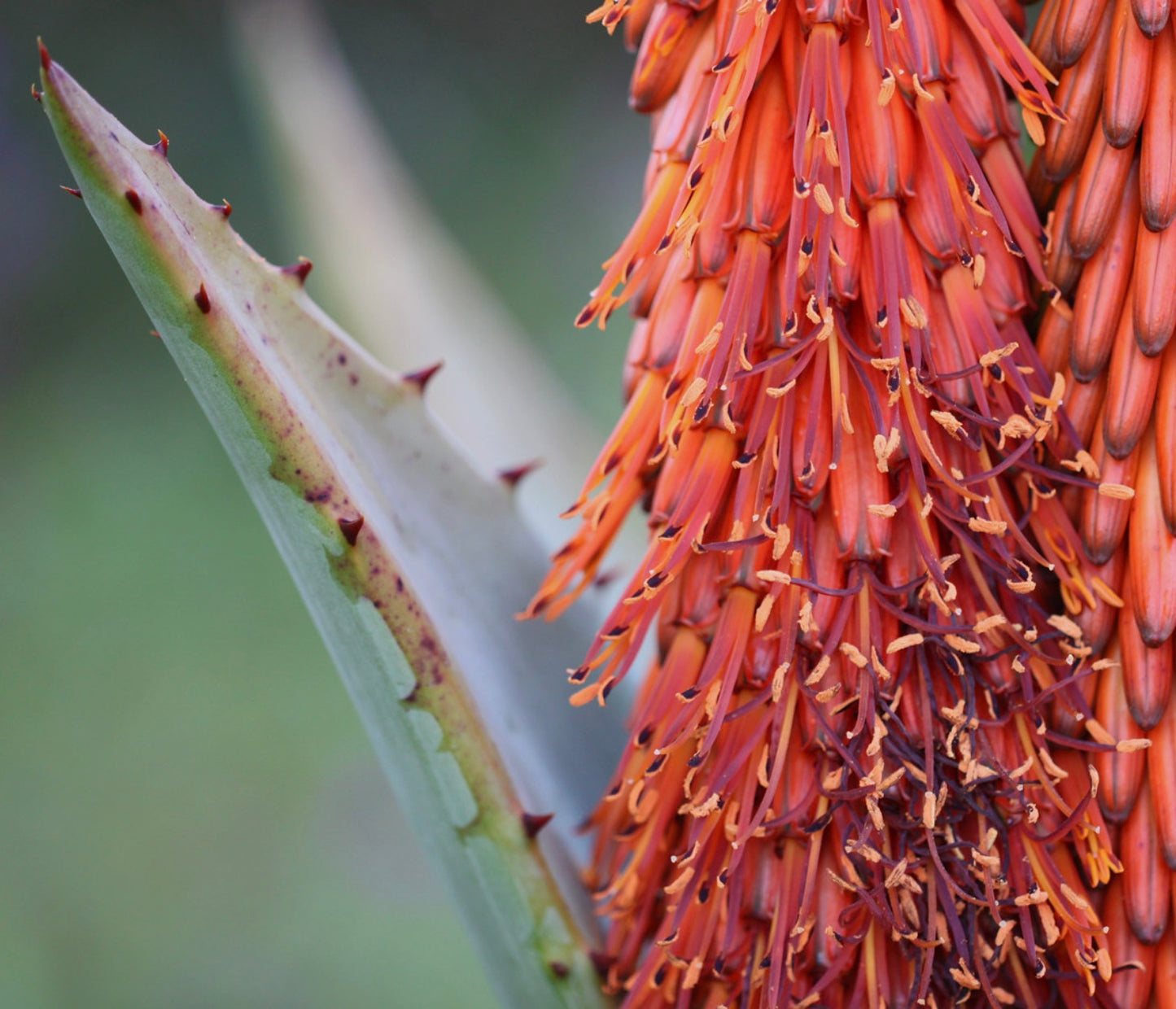 Aloe ferox succulent with spiny green leaves and dense orange tubular flowers
