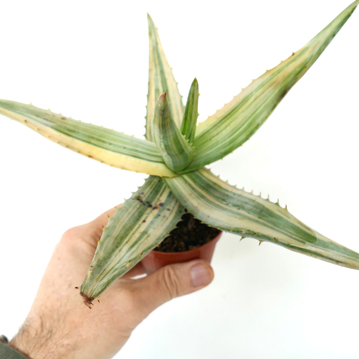 Aloe ferox var. marlothii REVERSE VARIEGATED