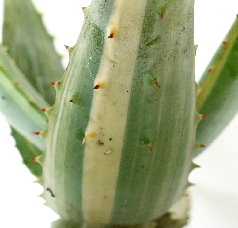 Aloe ferox var. marlothii STRIATA VARIEGATED