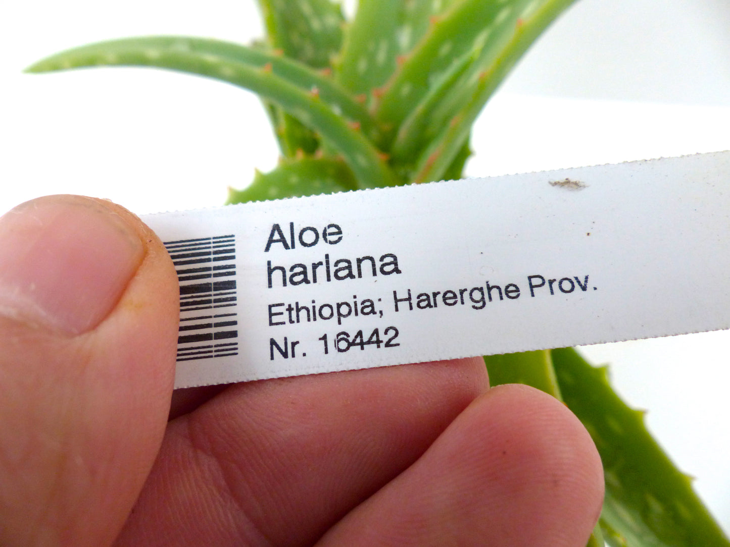Aloe harlana (Province de Harerghe, ÉTHIOPIE)