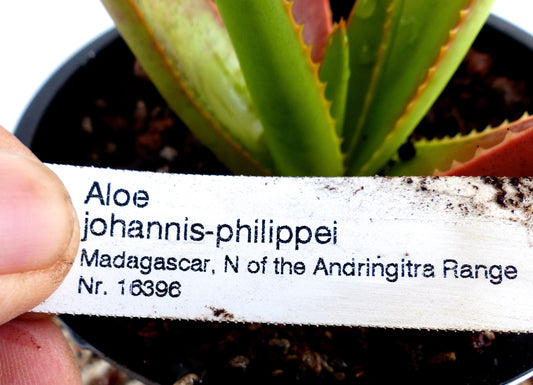 Étiquette de plante imprimée pour Aloe johannis-philippei tenue au-dessus de feuilles succulentes vertes dans un pot