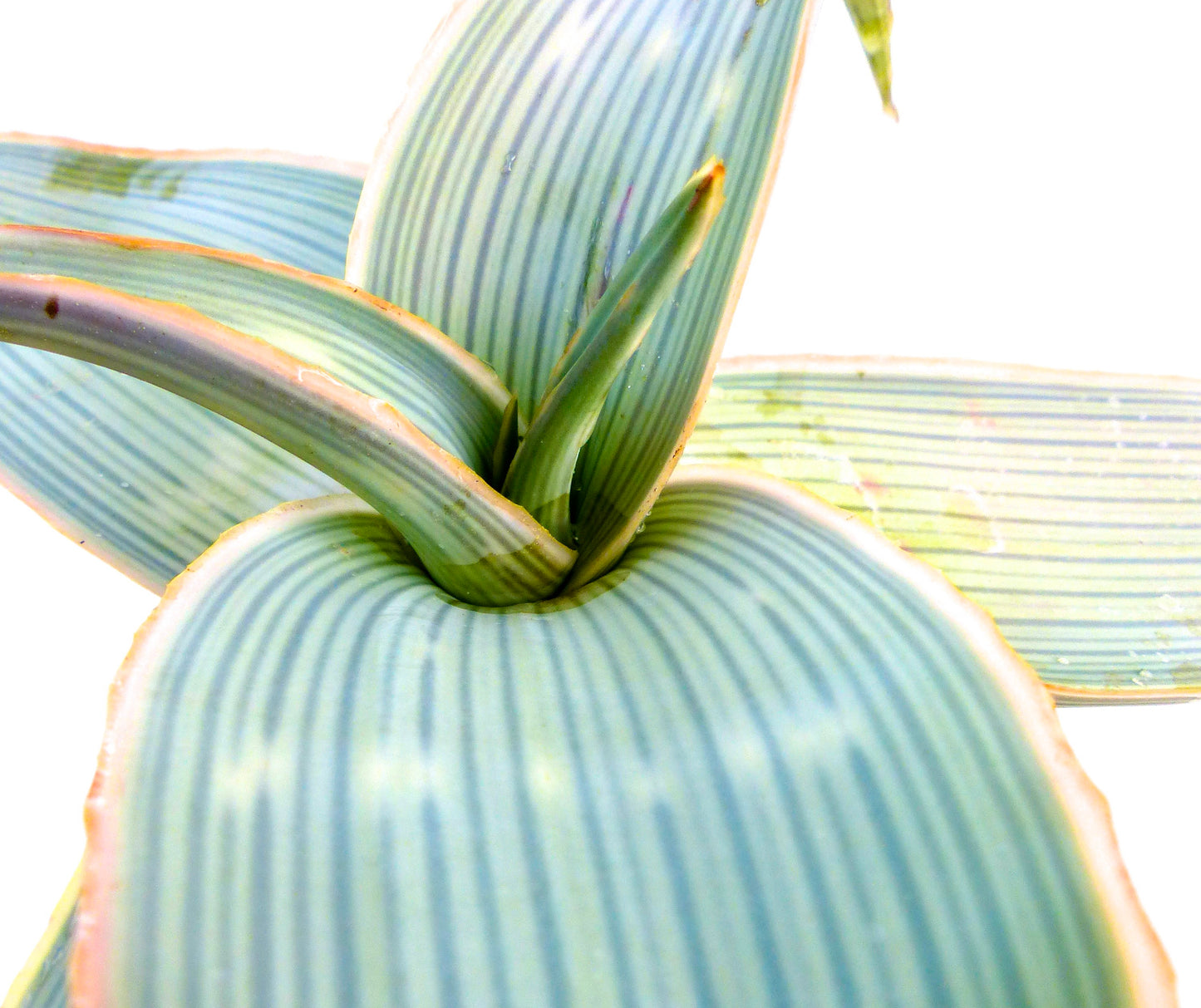 Aloe karasbergensis succulent plant with thick striped blue-green leaves and smooth edges