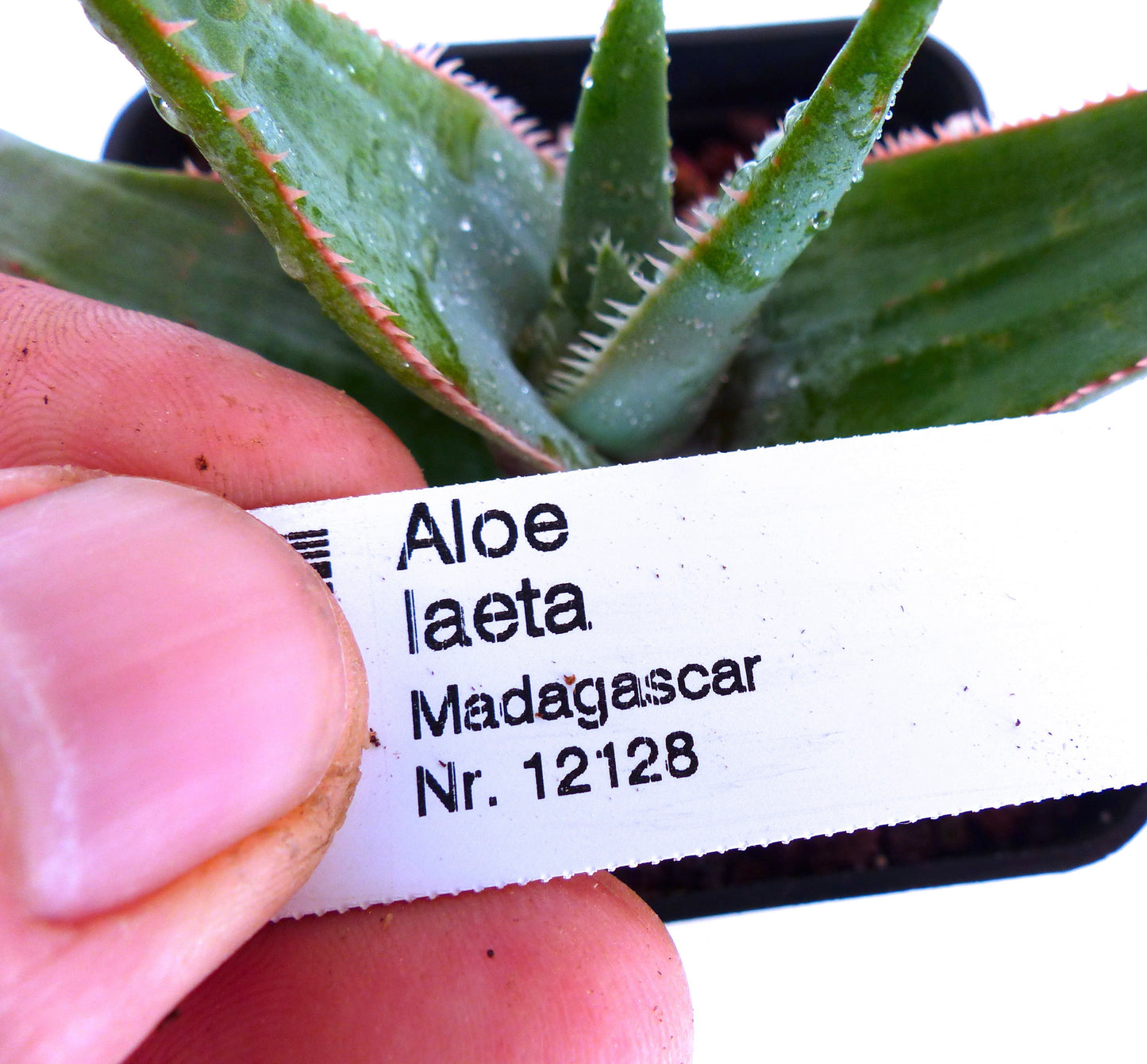 アロエ・レータのプリント植物ラベルが、小さなとげとげした多肉植物の上に黒い鉢で掲げられています