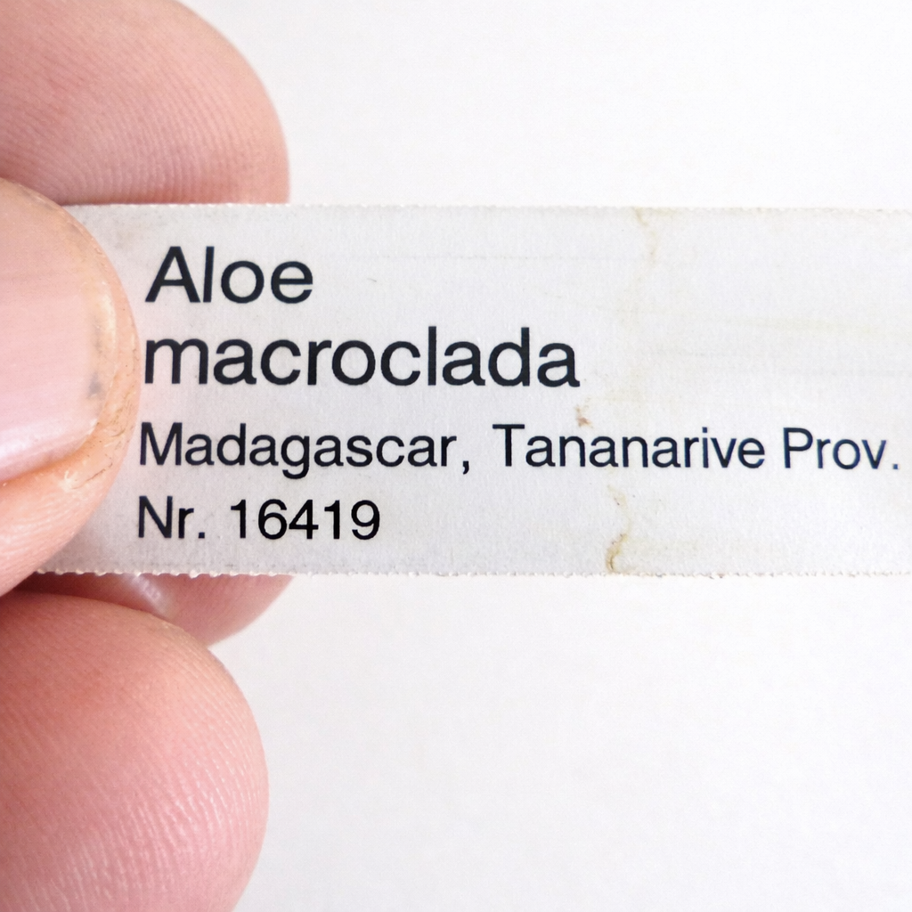 アロエ・マクロクラダのプリント植物ラベルを指で挟み、場所の詳細はマダガスカル タナナリブ州。