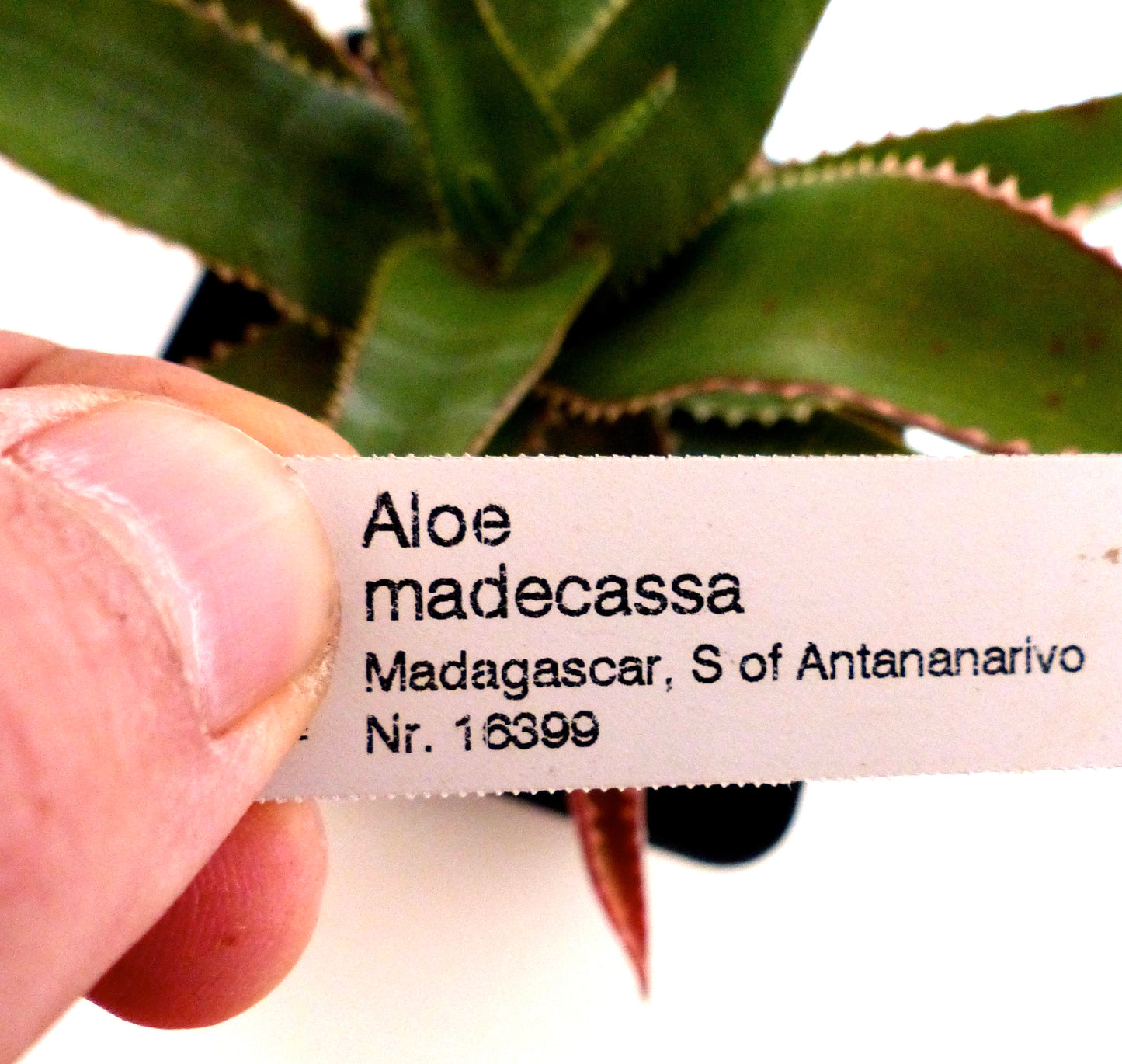 Gedrukt plantenlabel voor Aloe madecassa boven stekelige groene vetplantenbladeren in een pot gehouden