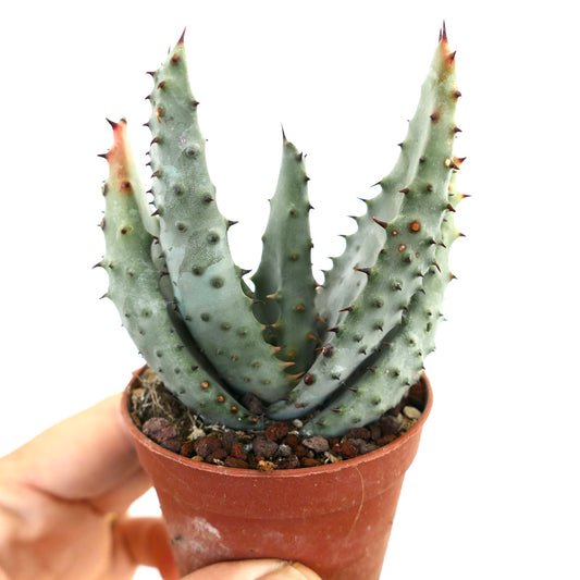 Aloe marlothii succulent with thick spiny blue-green leaves in small terracotta pot