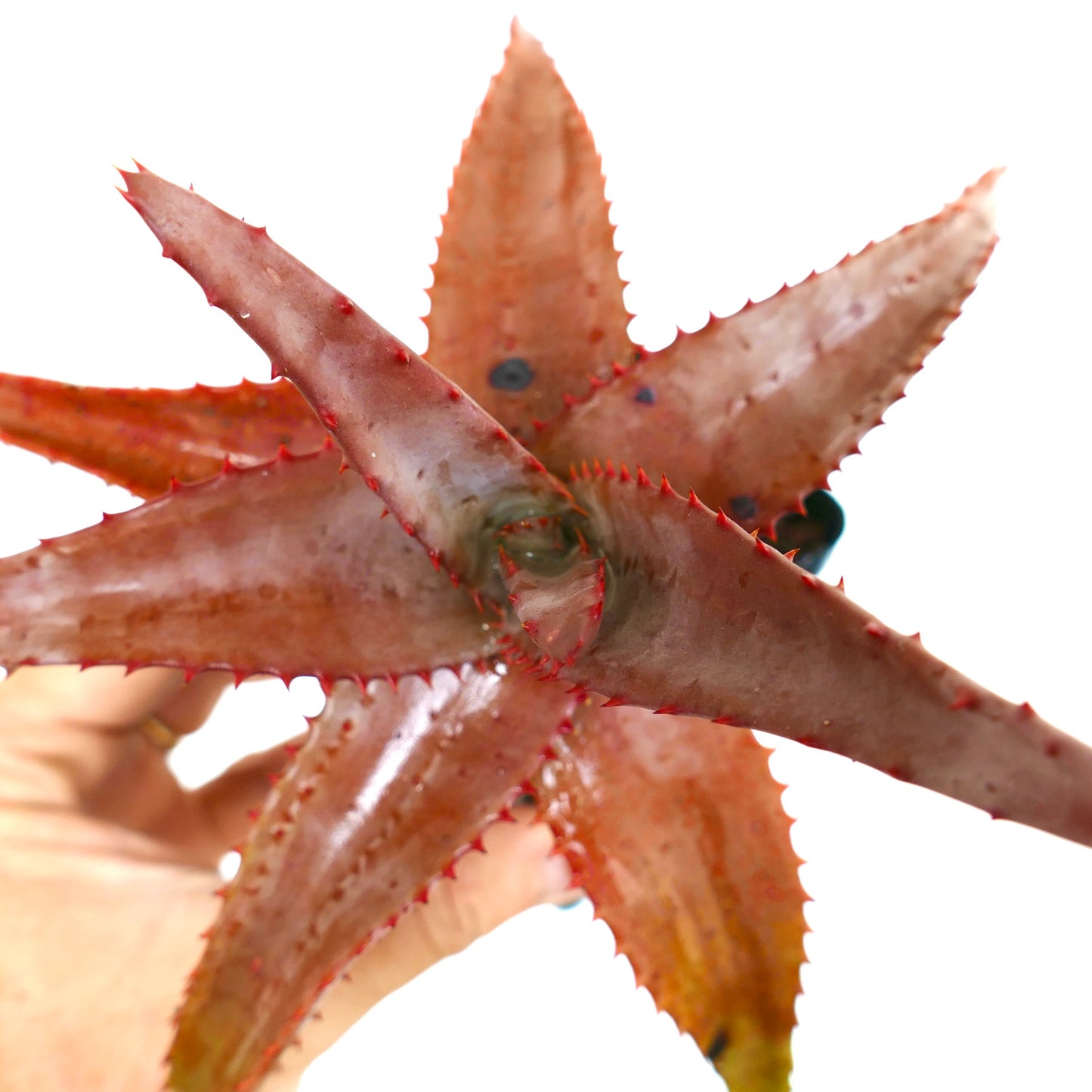 アロエ・パルミフォルミス 多肉植物、鋭い赤茶色の葉を白い背景で手に持っている