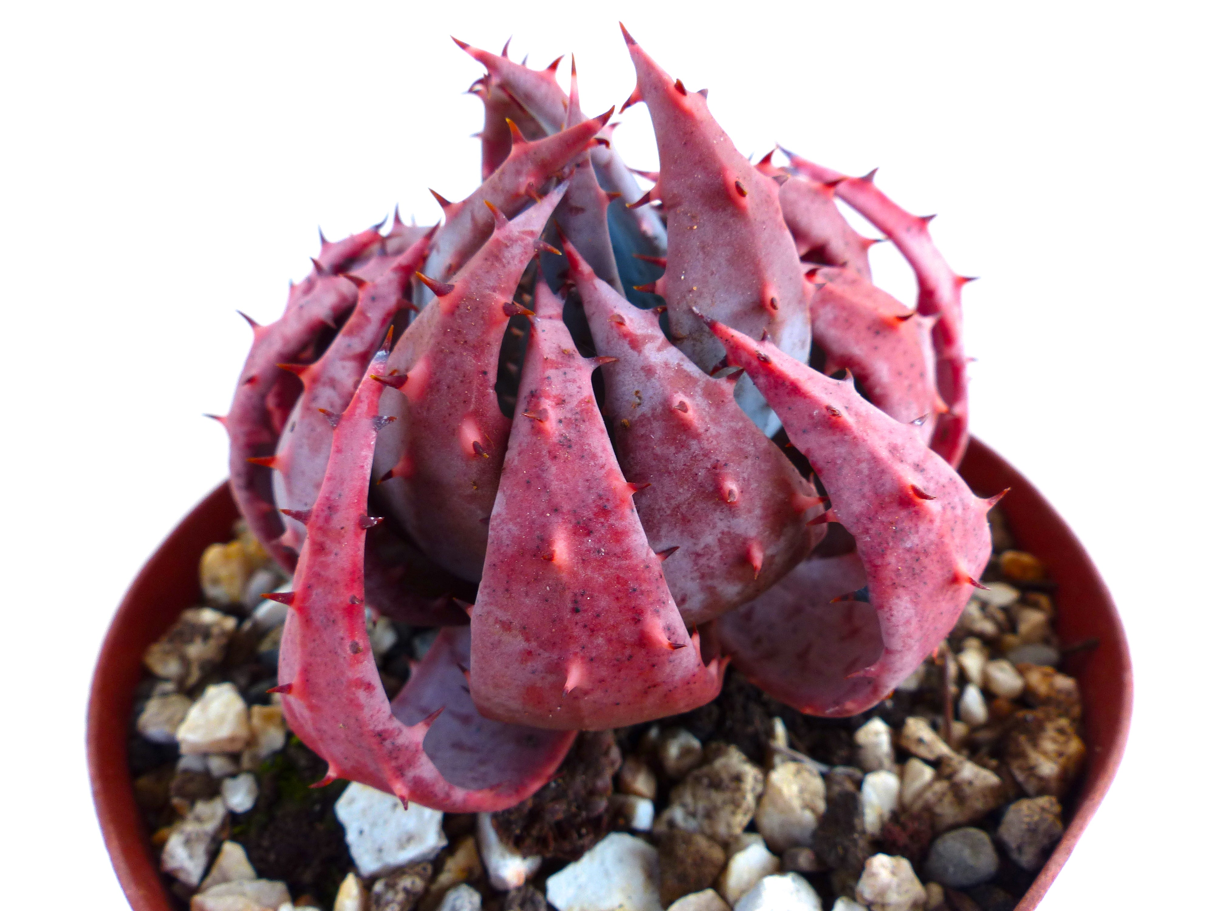 Portal Cool 10 Semi Di Agave Attenuata Subsp. Dentata, Succulente - Foto 3