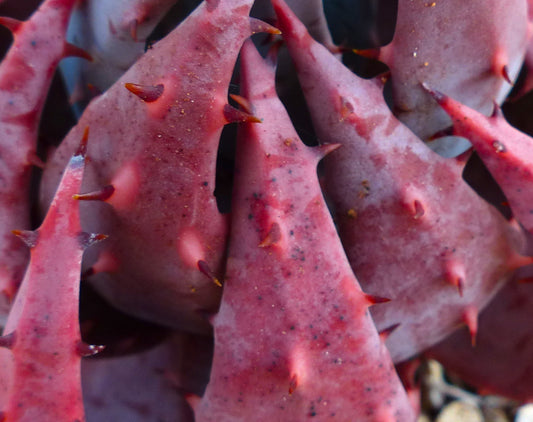Aloe peglerae succulent with thick reddish leaves and sharp brown spines close-up