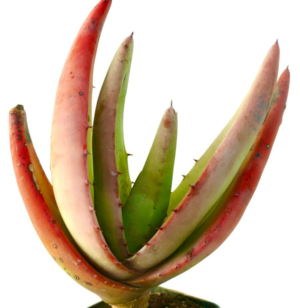 Aloe petricola succulent with long curved reddish-green leaves and small spines