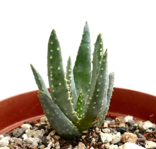 Aloe pillansii succulent with thick green leaves and yellowish spines in pot