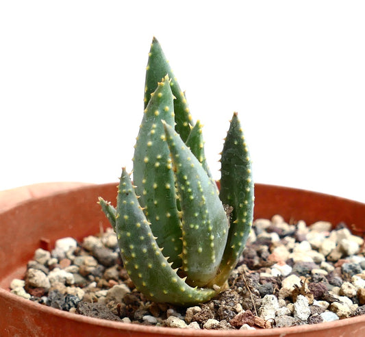 Aloe pillansii succulent with thick green spiked leaves in terracotta pot