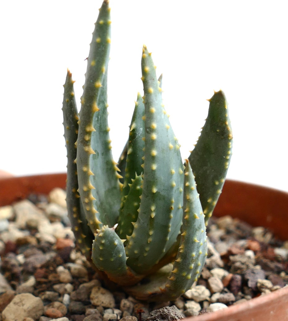 Aloe pillansii rare succulent with thick blue-green leaves and yellow spines in pot