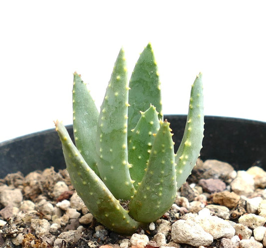 Aloe pillansii succulent with thick green leaves and small yellowish tubercles in pot