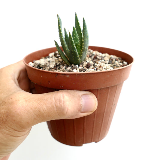 Aloe pillansii small succulent with pointed green leaves and white spots in pot