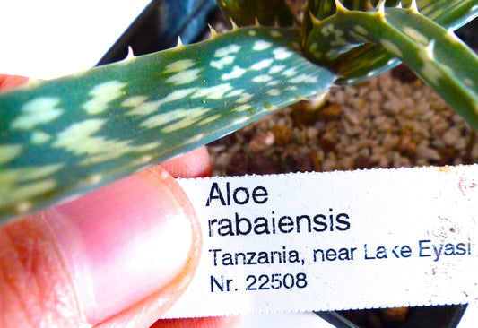 鉢植えの斑点のある多肉植物の葉の近くに掲げられたアロエ・ラバイエンシスの印刷された植物ラベル