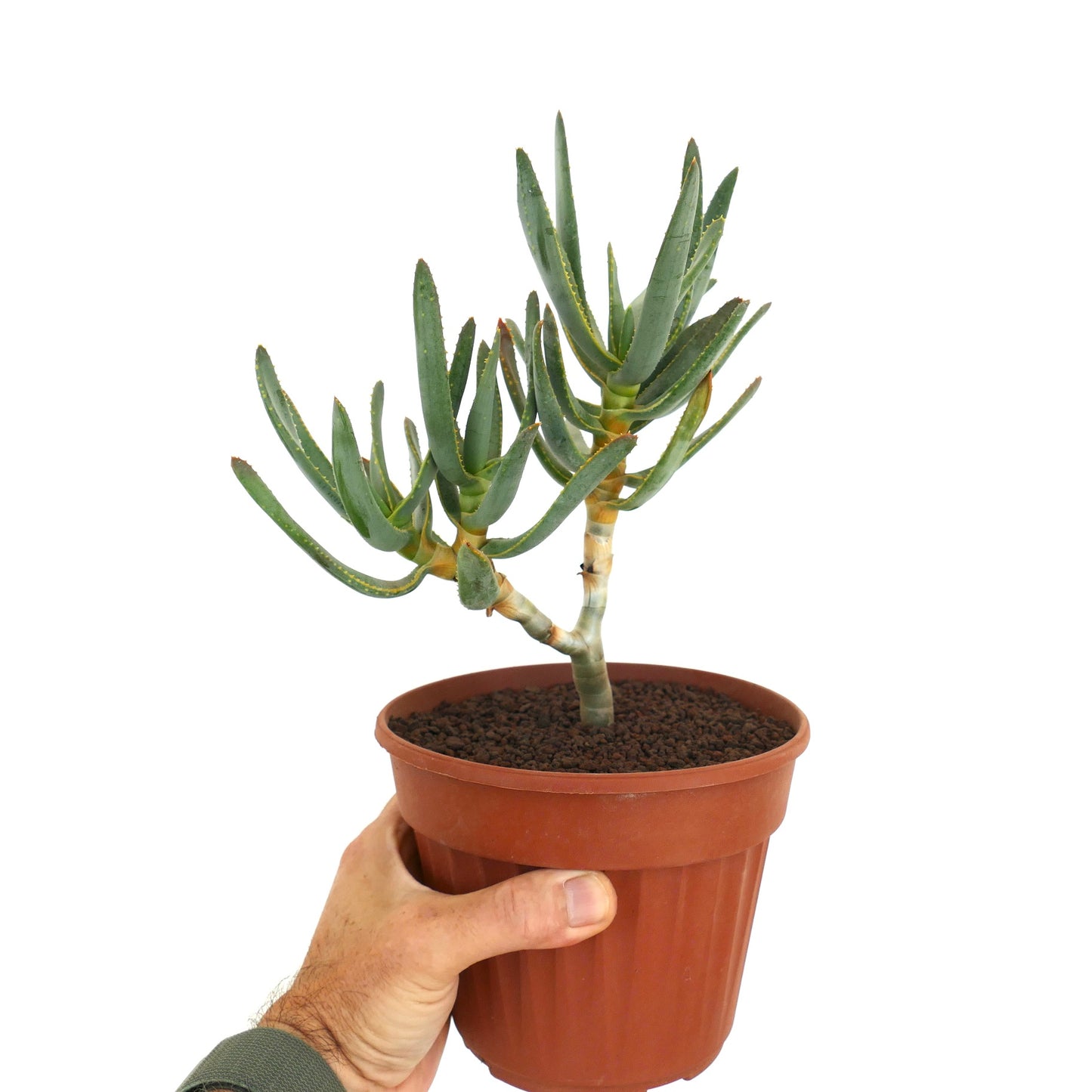 Aloe ramosissima succulent with slender green leaves and thick branching stems in pot