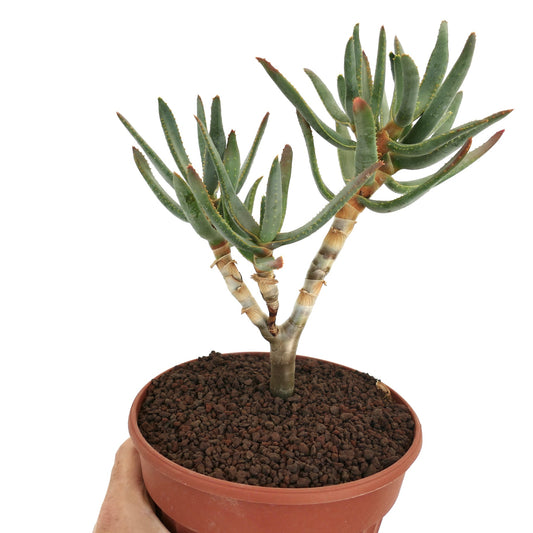 Aloe ramosissima succulent with slender green leaves and reddish tips in terracotta pot