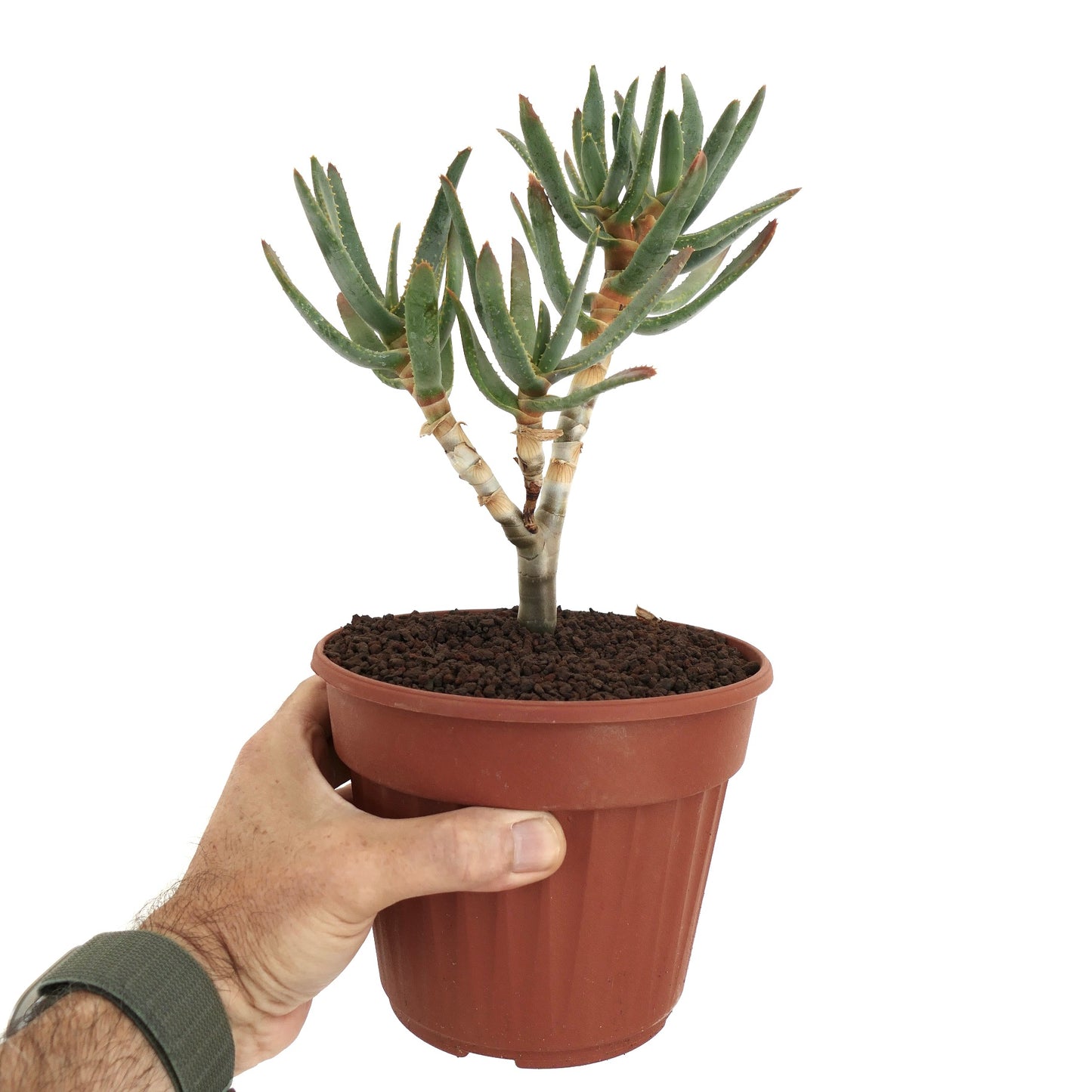 Aloe ramosissima suculenta com folhas verdes finas e caules lenhosos em vaso