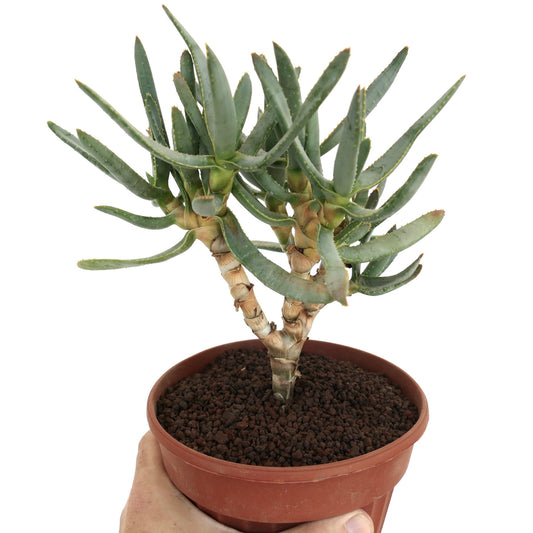 Aloe ramosissima succulent with slender green leaves and thick branching stems in pot