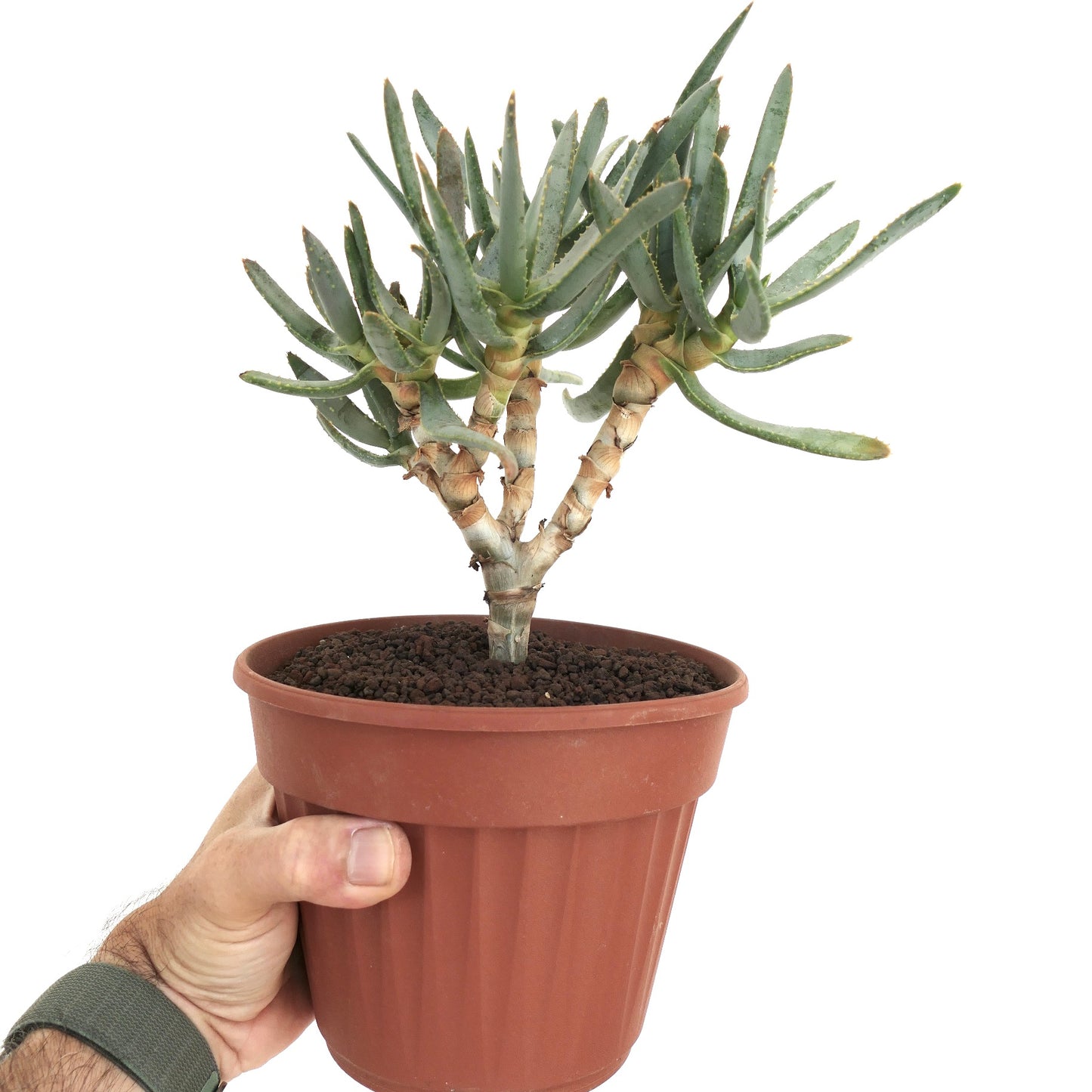 Aloe ramosissima succulent with thick green leaves and branching stems in terracotta pot