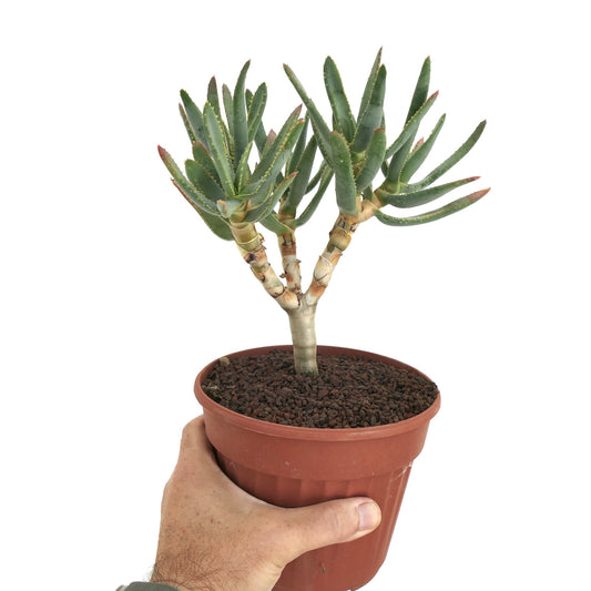 Aloe ramosissima succulent with thick green leaves and multiple branching stems in pot