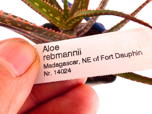 Aloe rebmannii (Nord Est di Fort Dauphin, MADAGASCAR)