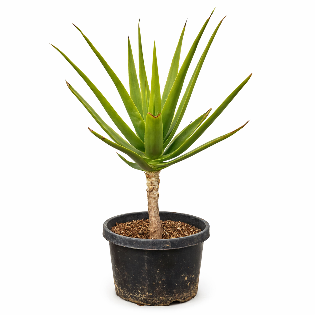 Aloe rivierei sukkulent plante med opprette grønne blader i svart plantepotte