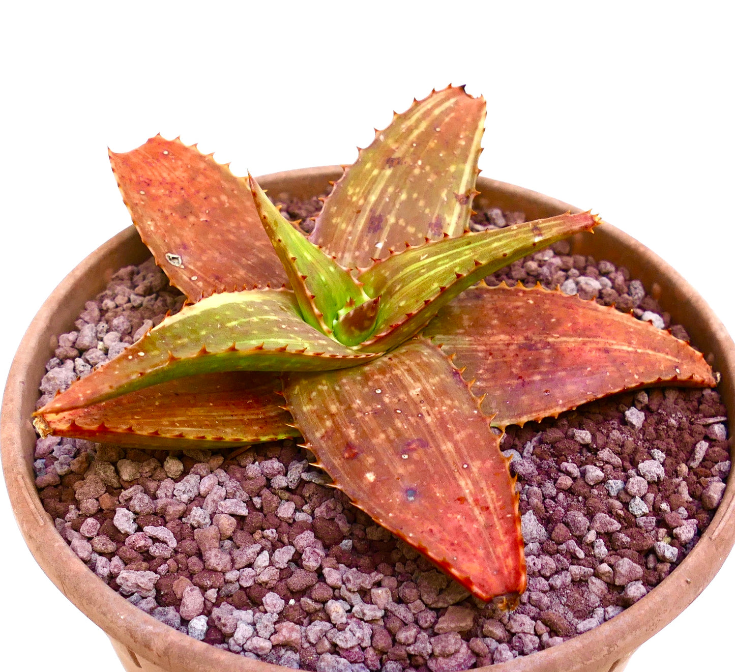 Aloe saponaria succulent with broad reddish-green spiny leaves in a terracotta pot
