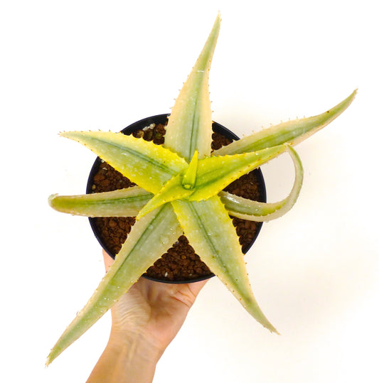 Aloe saponaria succulent with long spiked leaves and green-yellow variegation in pot