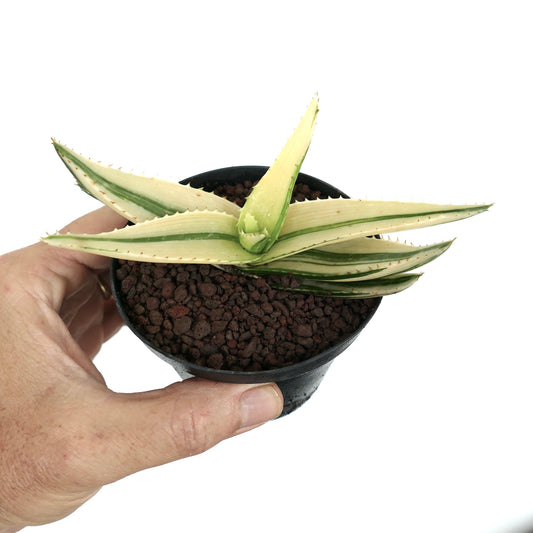 Aloe saponaria succulent with elongated pale variegated leaves and small spines in pot