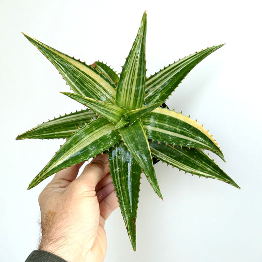 Suculenta Aloe saponaria com folhas verdes brilhantes e margens variegadas creme com espinhos